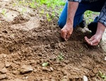 Semillas: todo lo que necesitas saber para usarlas en tu jardín