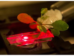 Investigan la creación de plantas nanobióticas