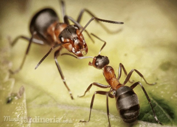 Tratamiento hormigas