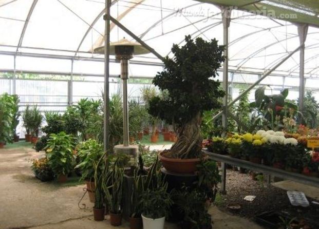 Plantas interior
