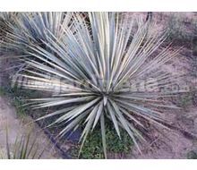 Yucca Glauca Catálogo ~ ' ' ~ project.pro_name