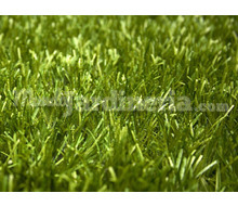 Cesped Artificial Evergreen 50Mm Catálogo ~ ' ' ~ project.pro_name