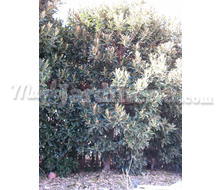 Ficus Macrophylla Catálogo ~ ' ' ~ project.pro_name