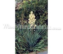 Yucca Gloriosa Catálogo ~ ' ' ~ project.pro_name