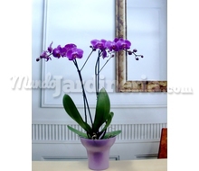 Orquídea Phalenopsis Con Cerámica 2 Catálogo ~ ' ' ~ project.pro_name