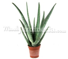 Cactus Aloe Vera Catálogo ~ ' ' ~ project.pro_name