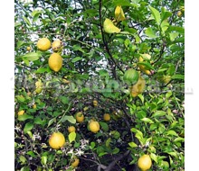 Árbol Citrus Limon Catálogo ~ ' ' ~ project.pro_name
