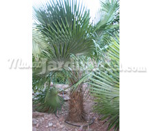 Trithrinax Brasiliensis Acanthocoma Catálogo ~ ' ' ~ project.pro_name