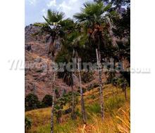 Trachycarpus Martianus Catálogo ~ ' ' ~ project.pro_name