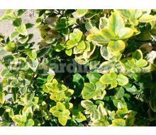 Euonymus Fortunei Emerald N Gold  Catálogo ~ ' ' ~ project.pro_name