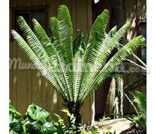 Dioon Spinulosum Catálogo ~ ' ' ~ project.pro_name