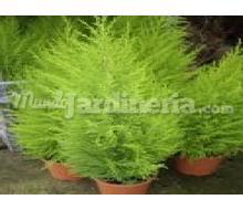 Cupressus Gold Crest Catálogo ~ ' ' ~ project.pro_name