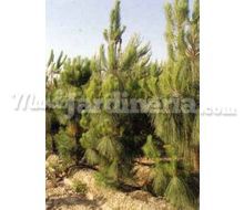 Pinus Canariensis Catálogo ~ ' ' ~ project.pro_name