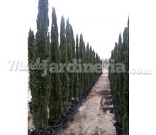 Cupressus Sempervirens. Catálogo ~ ' ' ~ project.pro_name