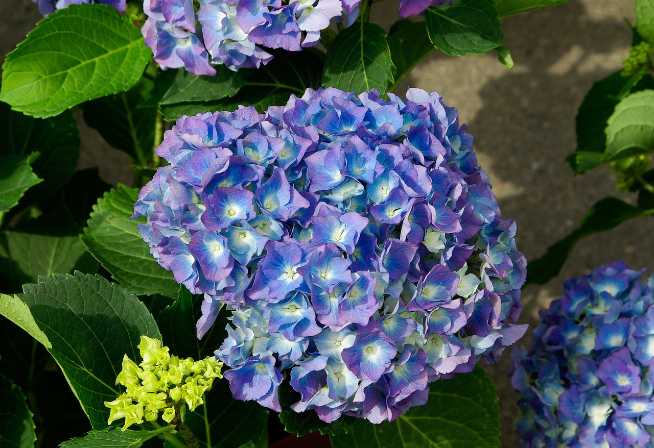 hydrangea-758449-1280.jpg