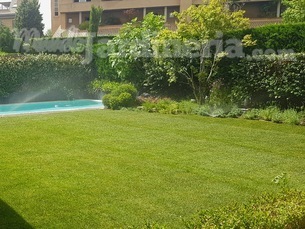 Césped Natural en tepes instalado en 24 HORAS!