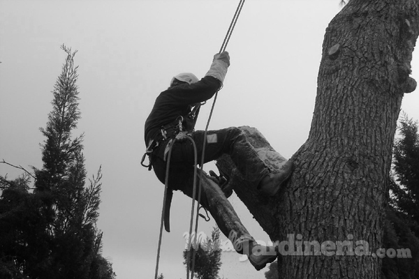 La poda de arboles en altura