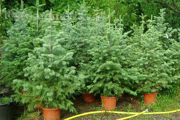 Cómo reciclar un árbol de Navidad