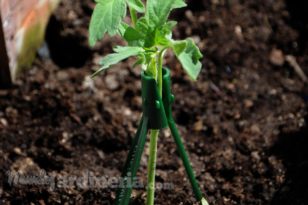 ¿Sabes cómo tutorar tus plantas para reforzar su crecimiento como un profesional?