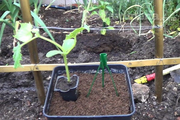 ¿Sabes cómo tutorar tus plantas para reforzar su crecimiento como un profesional?