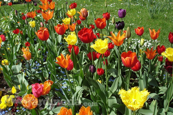 Cuidados para que los tulipanes estén perfectos