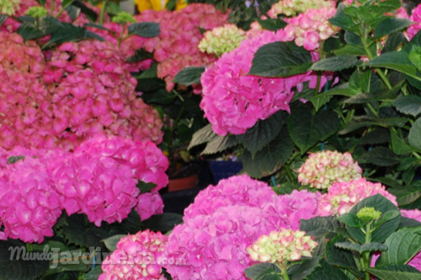 Feria internacional de planta y flor Iberflora