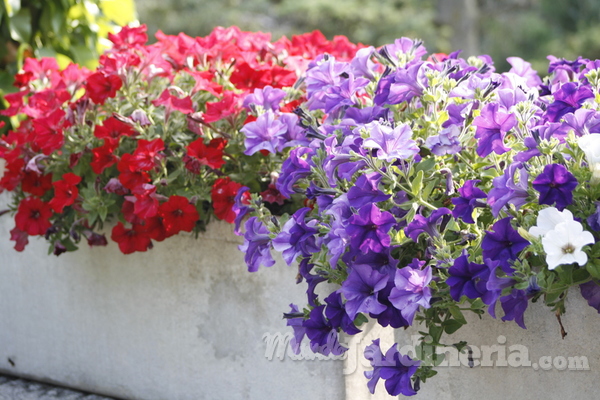 ¿Qué puedo plantar en primavera?