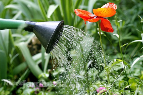 Cuidados del jardín durante el verano