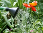 Cuidados del jardín durante el verano