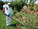 Cómo prevenir las plagas en nuestro jardín