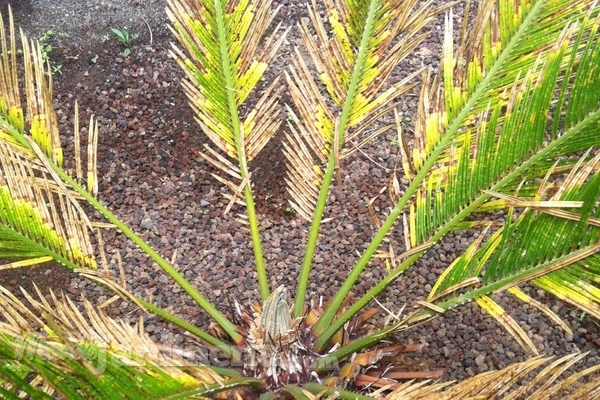 Plantas y árboles enfermos