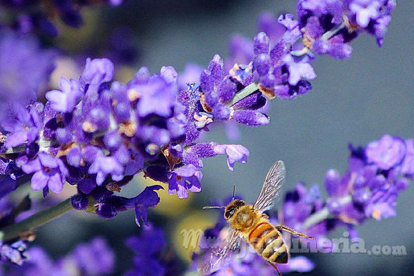 ¿Cómo utilizar lavanda para relajarse?