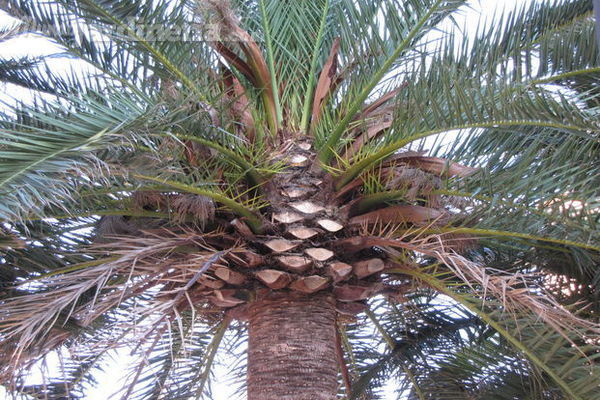 El control y tratamiento del picudo rojo en las palmeras