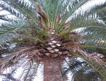 El control y tratamiento del picudo rojo en las palmeras