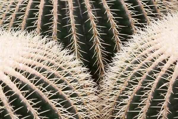 Vegetación para Jardinería_1: Echinocactus grusonii