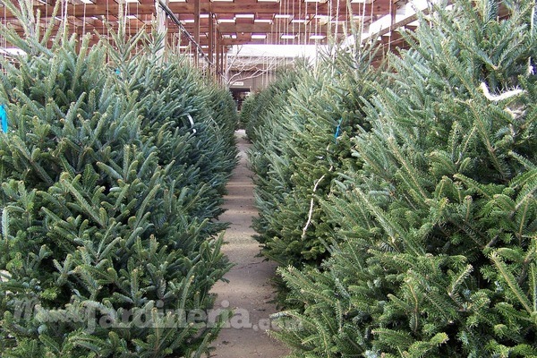 Cuidados para un árbol de Navidad natural