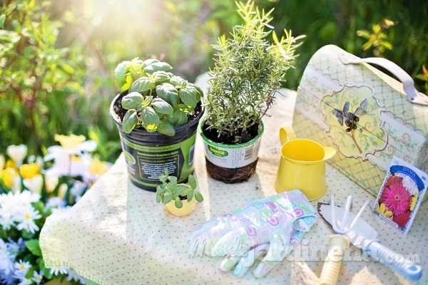 Herramientas necesarias para trasplantar tus plantas