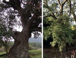 Los árboles legendarios de Cataluña, recopilados en un catálogo