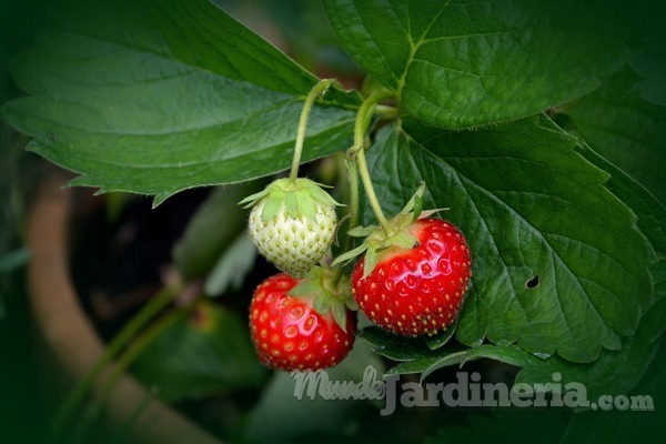 ¿Cuándo y cómo plantar fresas?