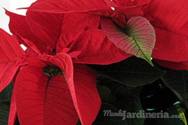 Árboles y plantas para disfrutar de la Navidad