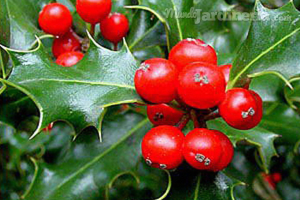 Árboles y plantas para disfrutar de la Navidad