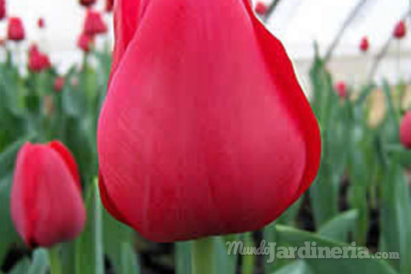 ¿Se puede ser original regalando flores en San Valentín?