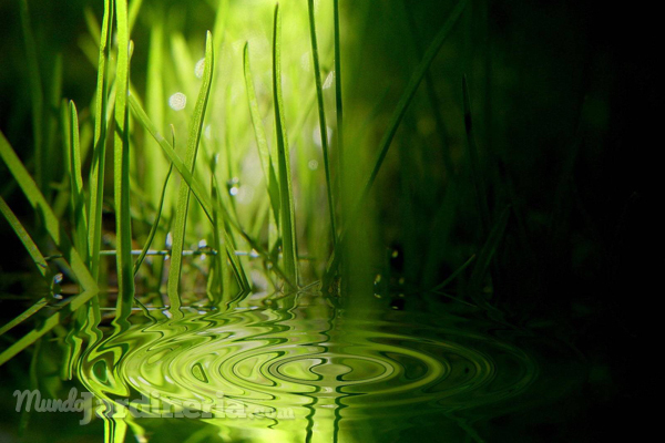 Tu jardín se merece el riego más ecológico