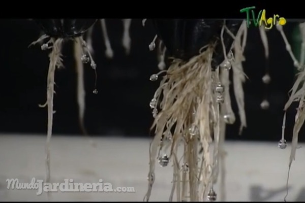 Cultivos aeropónicos, o cómo cultivar plantas en el aire