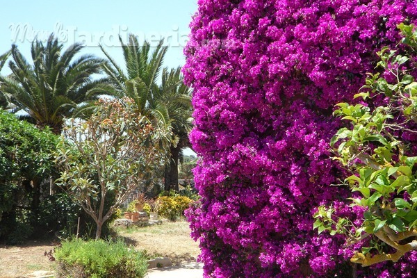 ¿Qué necesitamos para crear nuestro jardín mediterráneo?