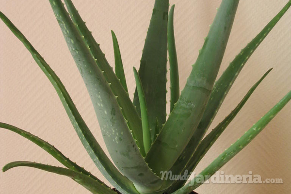 El cultivo de aloe vera en España se quintuplicará en los próximos años