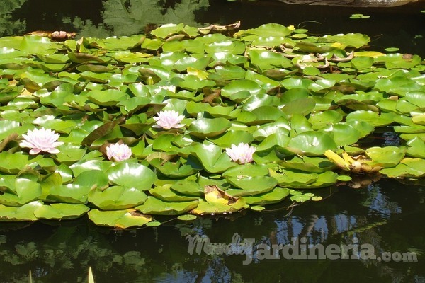 Cuando agua y plantas están en perfecta armonía: los jardines acuáticos