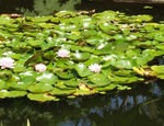 Cuando agua y plantas están en perfecta armonía: los jardines acuáticos