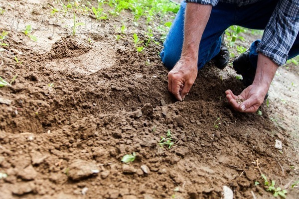 Semillas: todo lo que necesitas saber para usarlas en tu jardín