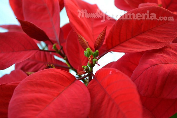 Flor de Pascua, Poinsetia